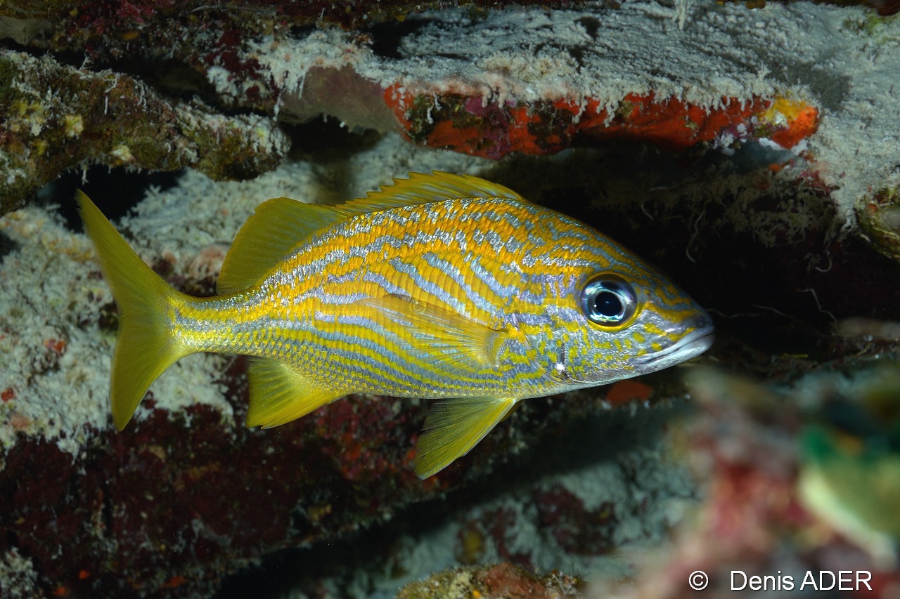 Haemulon-flavolineatum gorette jaune-Bonaire Tolo-27m-20180223-Denis-ADER-DSC_7679_tn.jpg